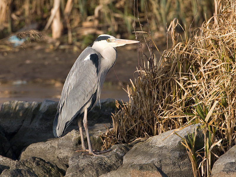 Ardea cinerea Blauwe Reiger Grey Heron